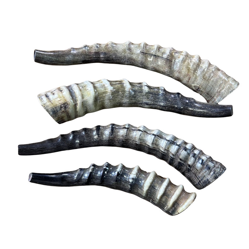 Polished Blesbok Horn With No Tip