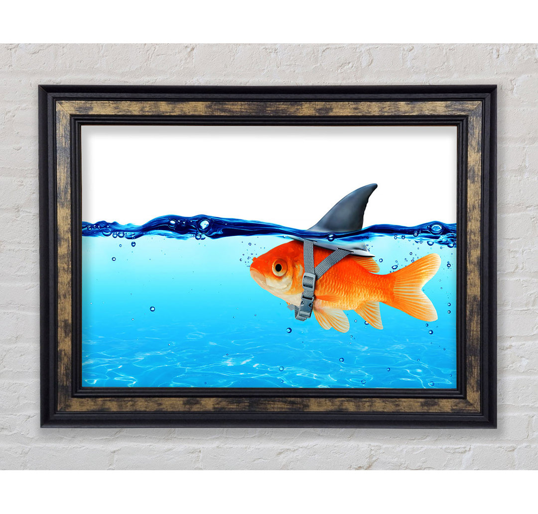 Gerahmtes Bild Goldfish Shark