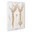 Squid Illustrations by Carl Chun - Wrapped Canvas-55318848