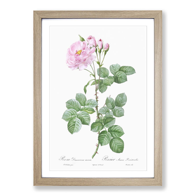 Pink Damask Rose by Pierre-Joseph Redoute - Picture Frame Graphic Art Print, Oak Framed, 36cm H x 27cm W x 2cm D