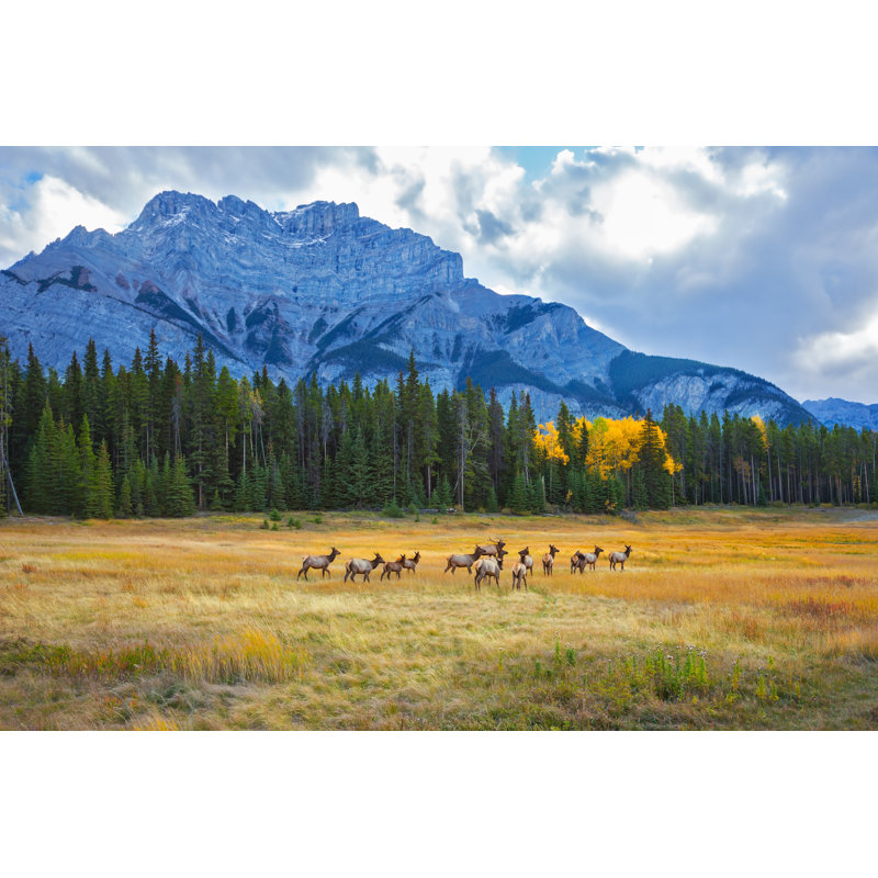 «Palou Herd Of Deer» sur toile par Kavram, H 8 po x l 12 po