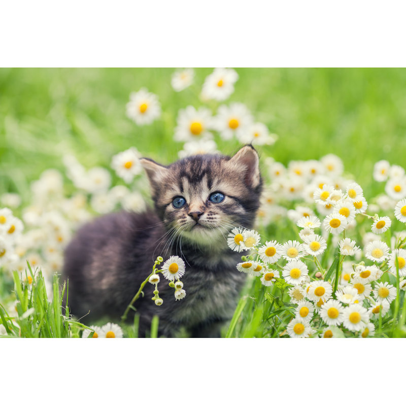 Cute Kitten Relaxing In Flowers by Vvvita - Wrapped Canvas Print, 30cm H x 46cm W x 3.8cm D