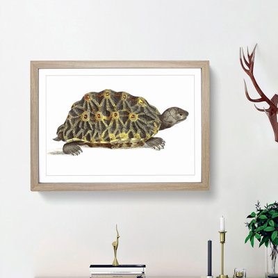 Tortoise by George Shaw - Framed Print