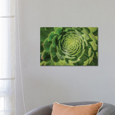 Green Succulent Spiral 1 Piece Wrapped Canvas Wall Art