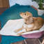 Quilted Luxurious Pet Bed with Cosy Roll Out Blanket -920182323