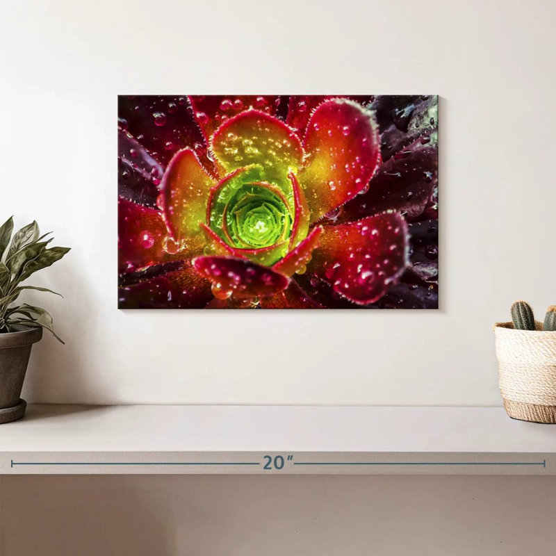 Harnek Dewy Floral Succulent, 8" H x 12" W