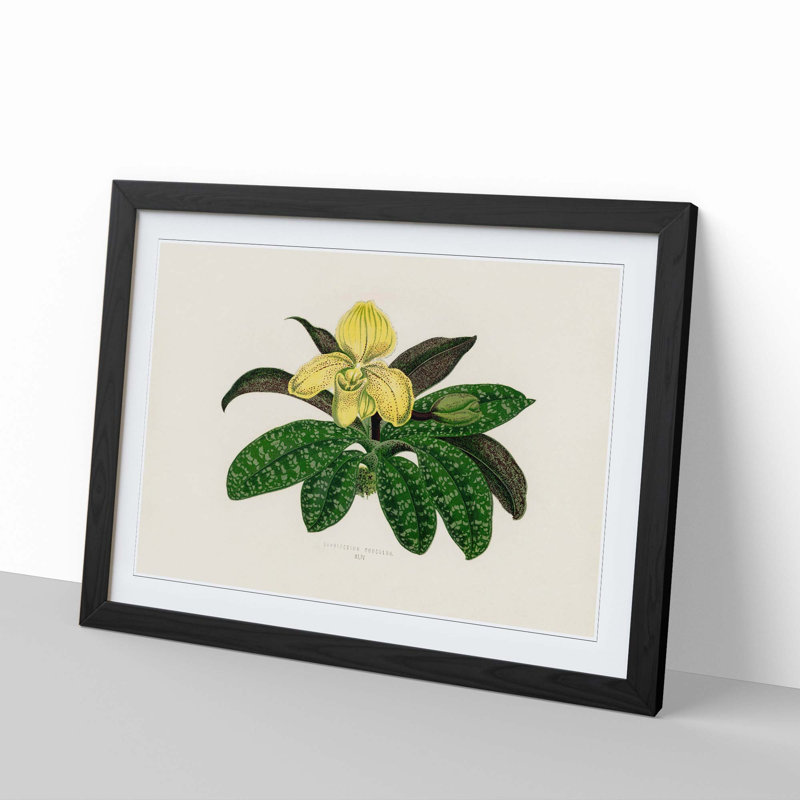 Venus Slipper Flower by Benjamin Fawcett - Picture Frame Painting Print, Black Framed, 48cm H x 36cm W x 2cm D