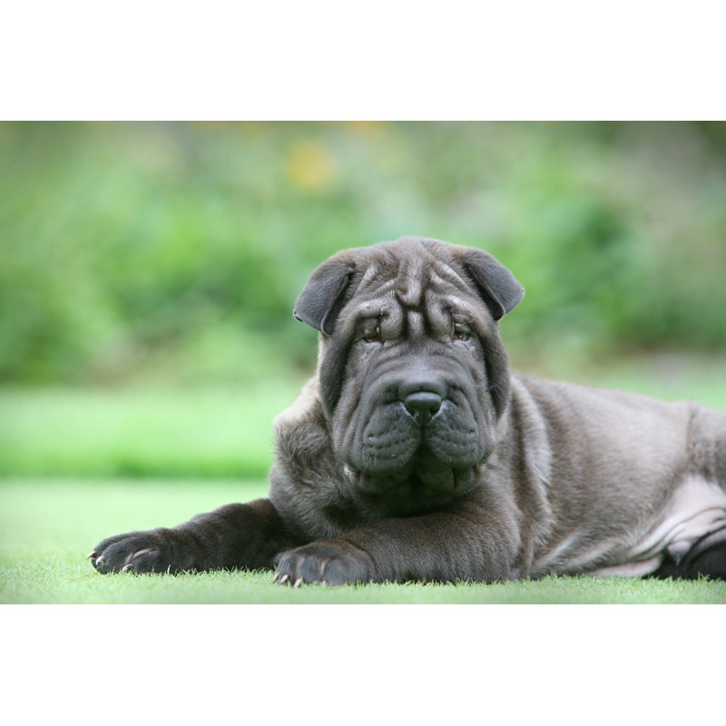 Shar pei puppy, 20cm H x 30cm W