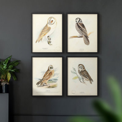 Barn Owl Framed Print - Set of 4