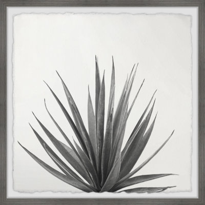 Agave Crown - Single Picture Frame Painting