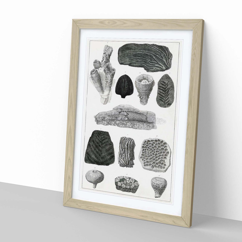 Collection of Fossils by Oliver Goldsmith - Framed Print, Oak Framed, 36cm H x 27cm W x 2cm D