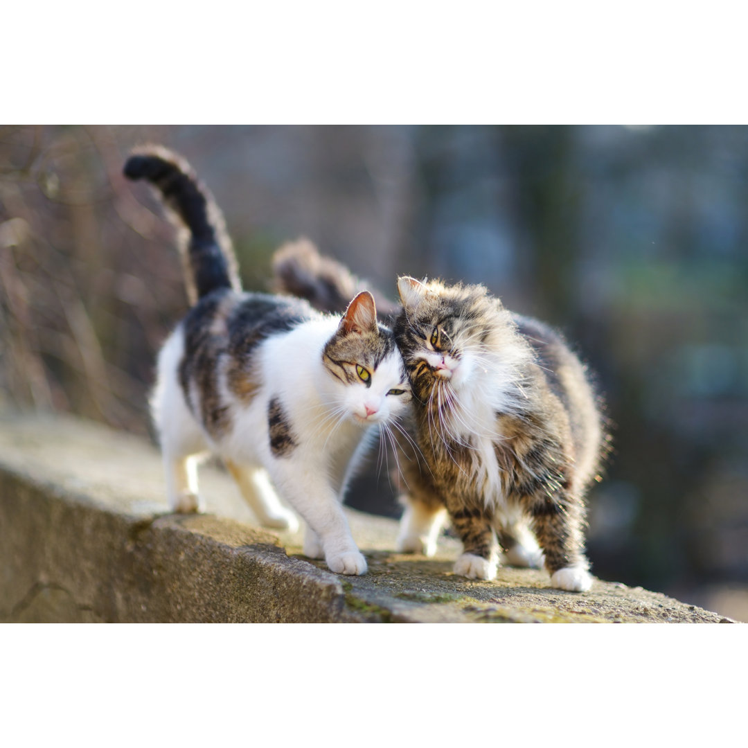 Leinwandbild Zwei hübsche Katzen im Frühling