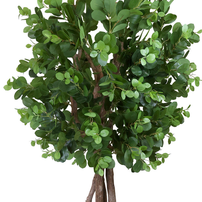 Oriental Ficus Tree in Stone Pot