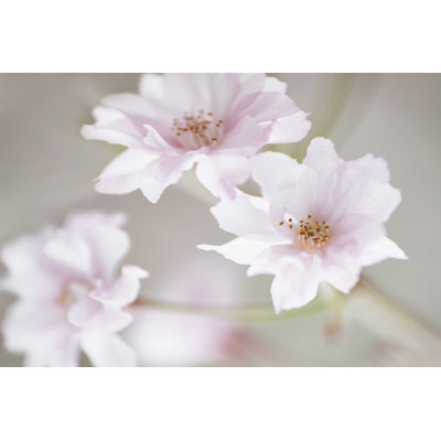 Étude de fleurs de cerisier III