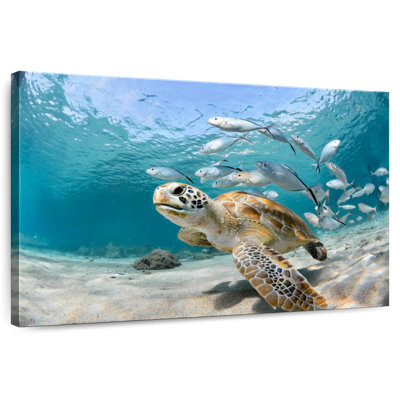 Banc de poissons et tortue