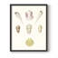 Pastel Knorr Shells I, reproduction encadrée - bois massif-1248163987-1248163984