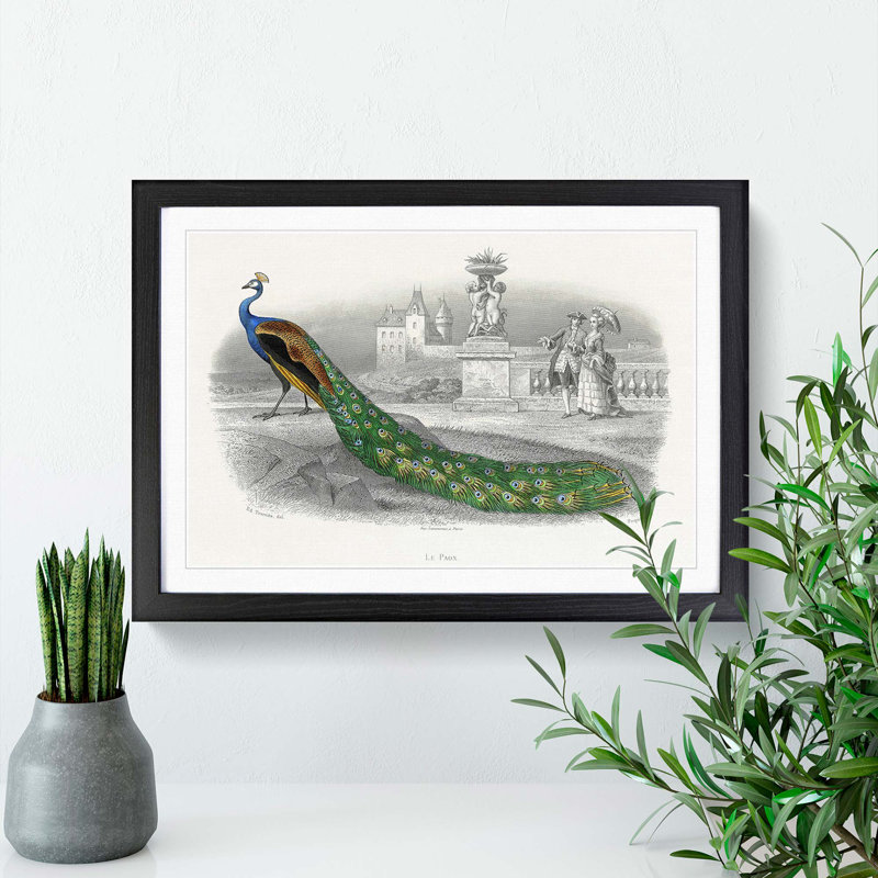 Admiring a Peacock - Framed Print, Black Framed, 48cm H x 65cm W x 2cm D