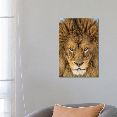 Serious Lion par Mike Centioli - reproduction de photo