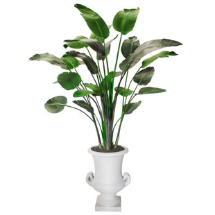 Plante de palmier en urn