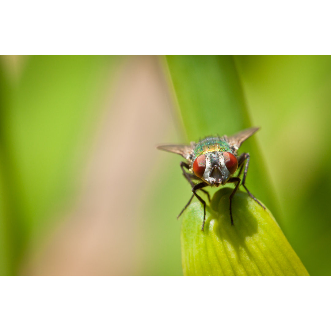 Fliege schaut in die Kamera - Druck