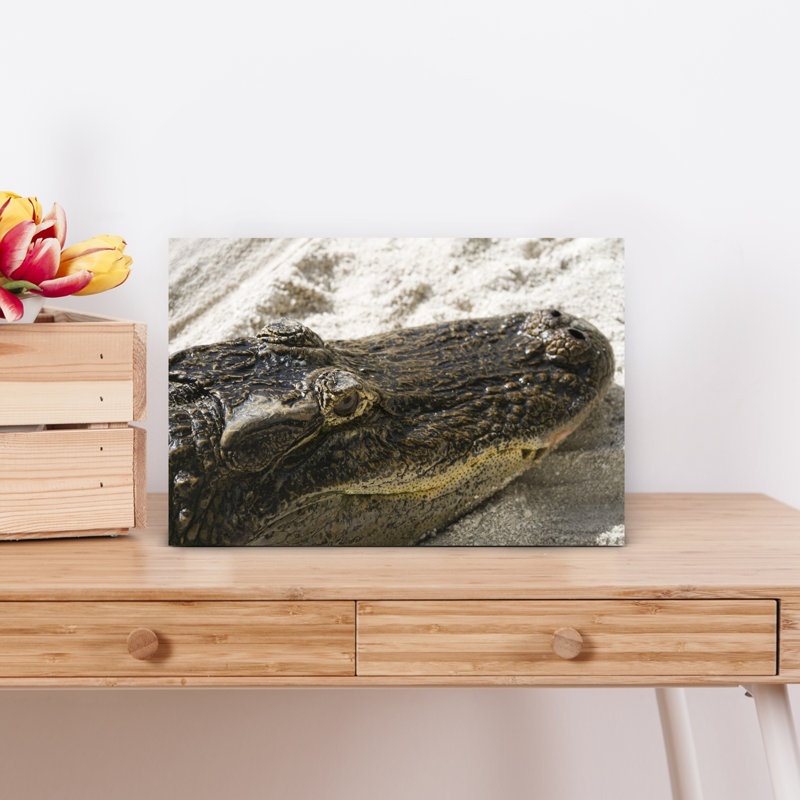 Gros plan d'un alligator, réserve indienne de Big Cypress, Floride, États-Unis, art contemporain d'alligator