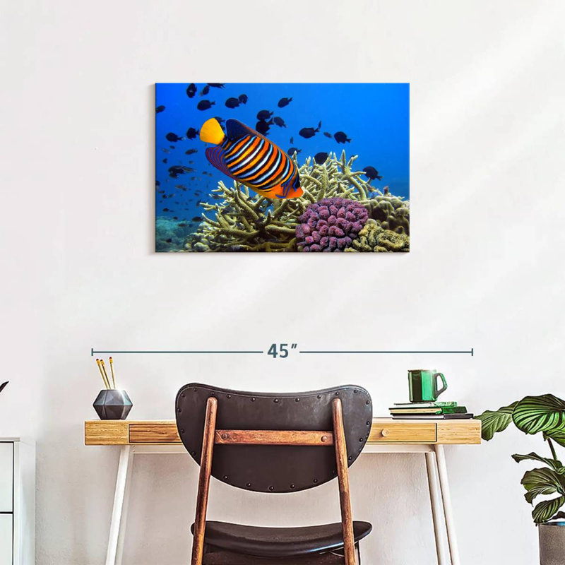 Brampt Royal Angelfish, 20" H x 30" W