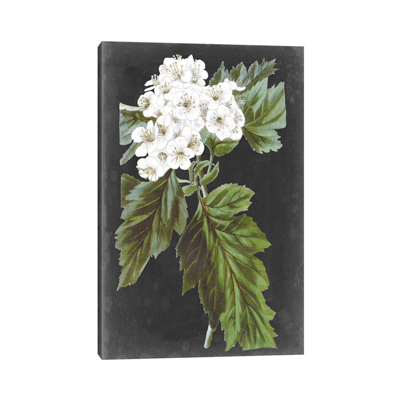 Dramatic White Flowers IV by Vision Studio - Wrapped Canvas Print
