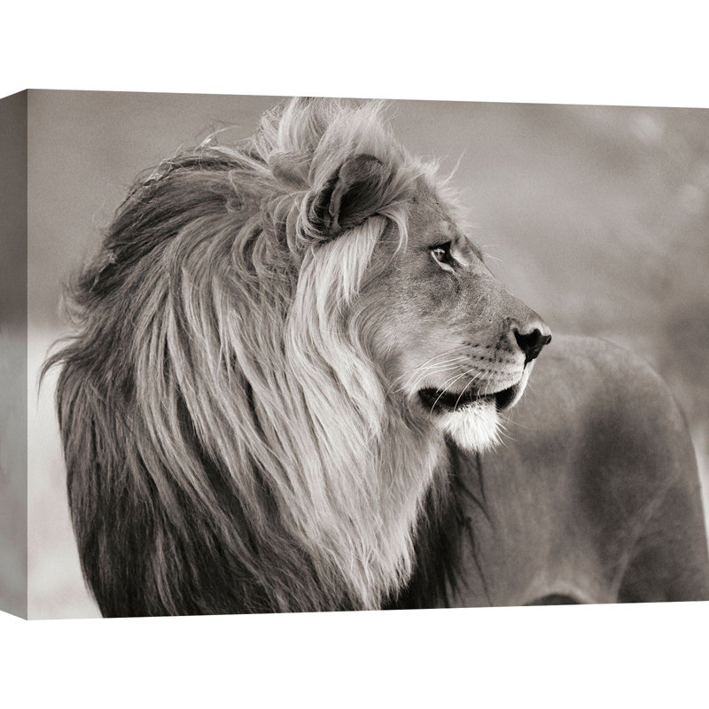 Male Lion, Namibia by Anonymous - Wrapped Canvas Print, 70cm H x 100cm W x 4cm D