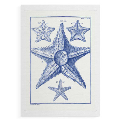 Blue Sea Stars VI -Canvas Print Only - NOT FRAMED