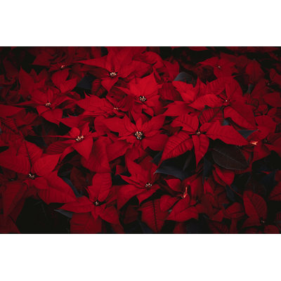 Fleurs de poinsettia - Photographie sur toile tendue