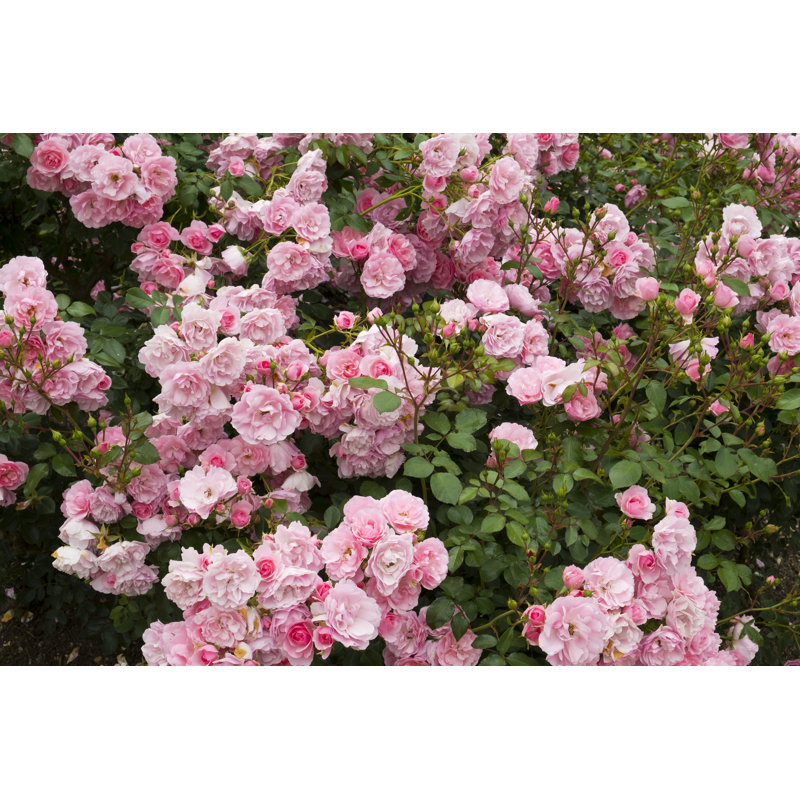 Fleurs roses roses par Chrisat, H 12 po x l 18 po