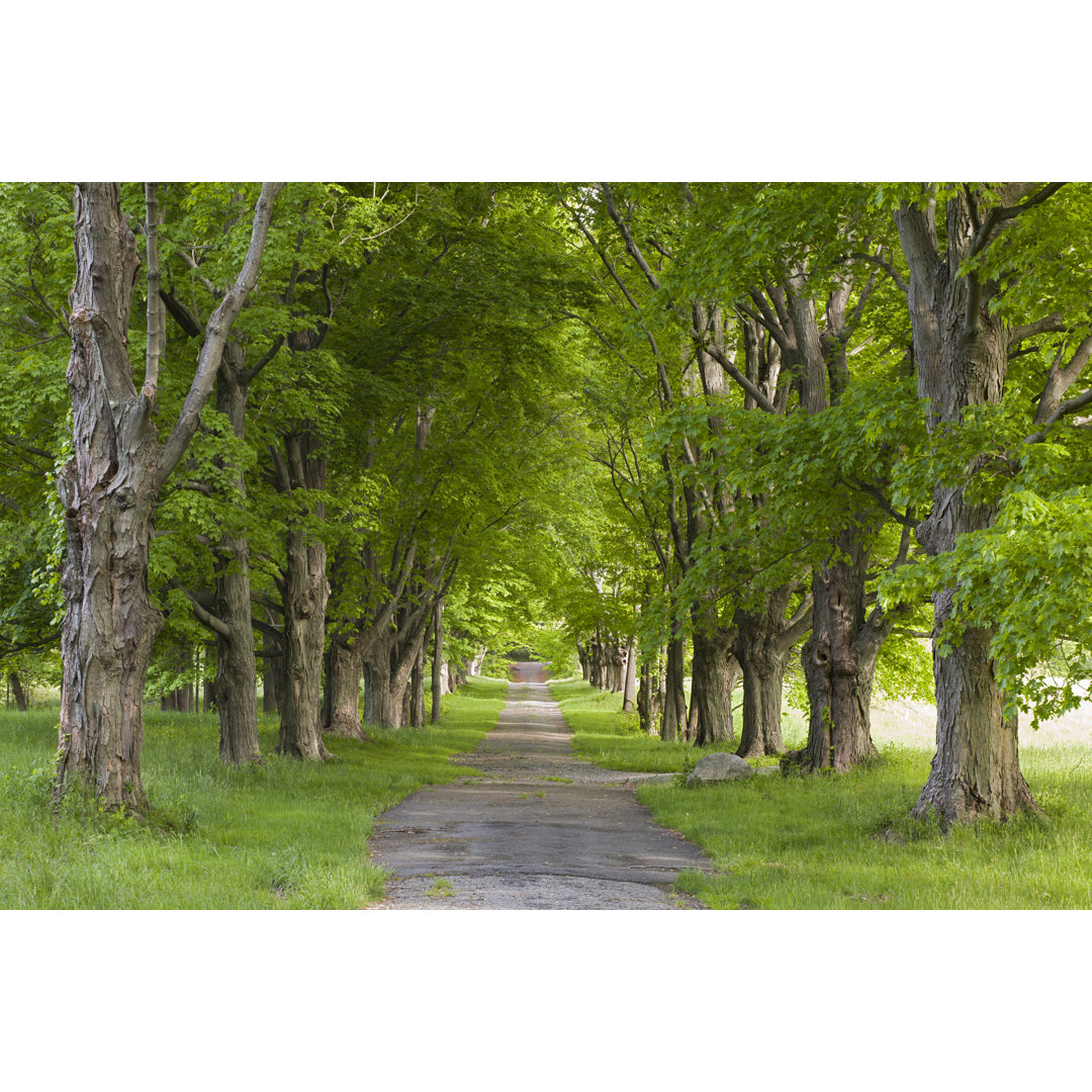 Four Seasons Tree Alley - Sommer