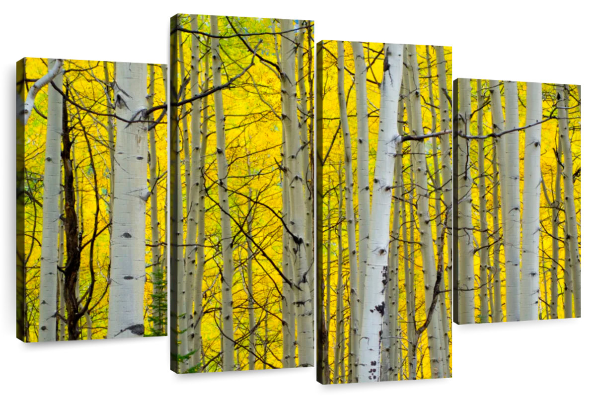 Millwood Pines Alvord Birch Trees Forest Autumn - Wayfair Canada