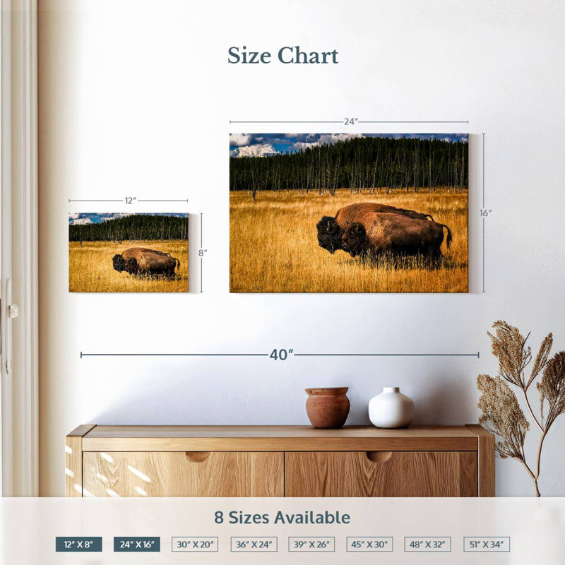 Bison de Brampt en été, H 16 po x l 24 po