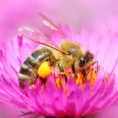 Abeille européenne Wylam par Abadonian