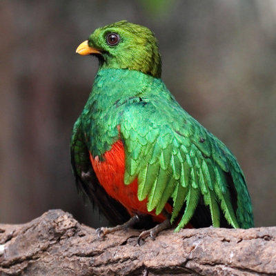 " Specimen Of Quetzal " by Marco7R7