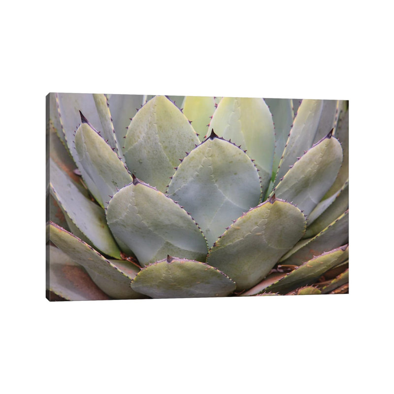Parry's Agave or Mescal Agave 1 Piece Wrapped Canvas Wall Art, 20.32 cm H x 30.48 cm W