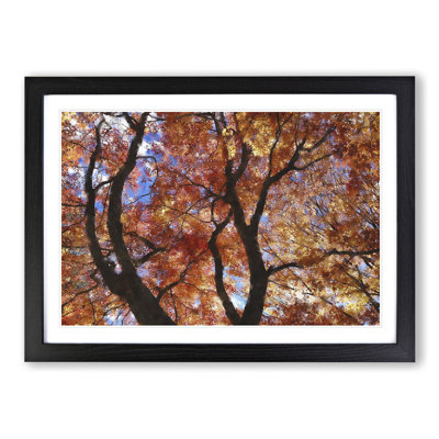 Maple Tree Vol.2 - Framed Print