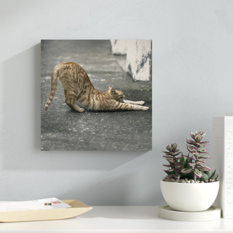 Cat Yoga, H 12 po x l 12 po