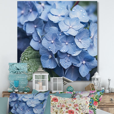 Blue Green Hydrangea Blooms Heaven On Canvas Print