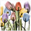 «Tulip Scape X-ray II» par Albert Koetsier - reproduction de photo