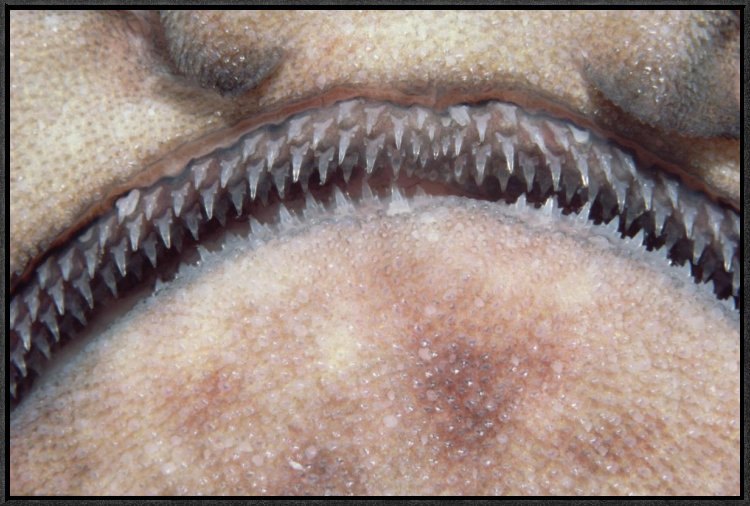 " Swell Shark Close-Up Of Teeth ", 20" H x 30" W, Wrapped Canvas