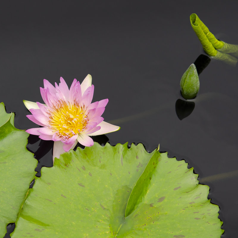 Water Lily Flowers II by Laura DeNardo - Wrapped Canvas Print, 91cm H x 91cm W