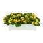 Kalanchoes Arranged Mixed in Rectangular Planter