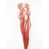 Corail
