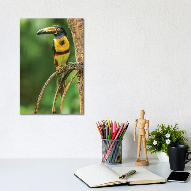Costa Rica, La Selva Biological Research Station. Collared Aricari on Limb. 1 Piece Wrapped Canvas Wall Art