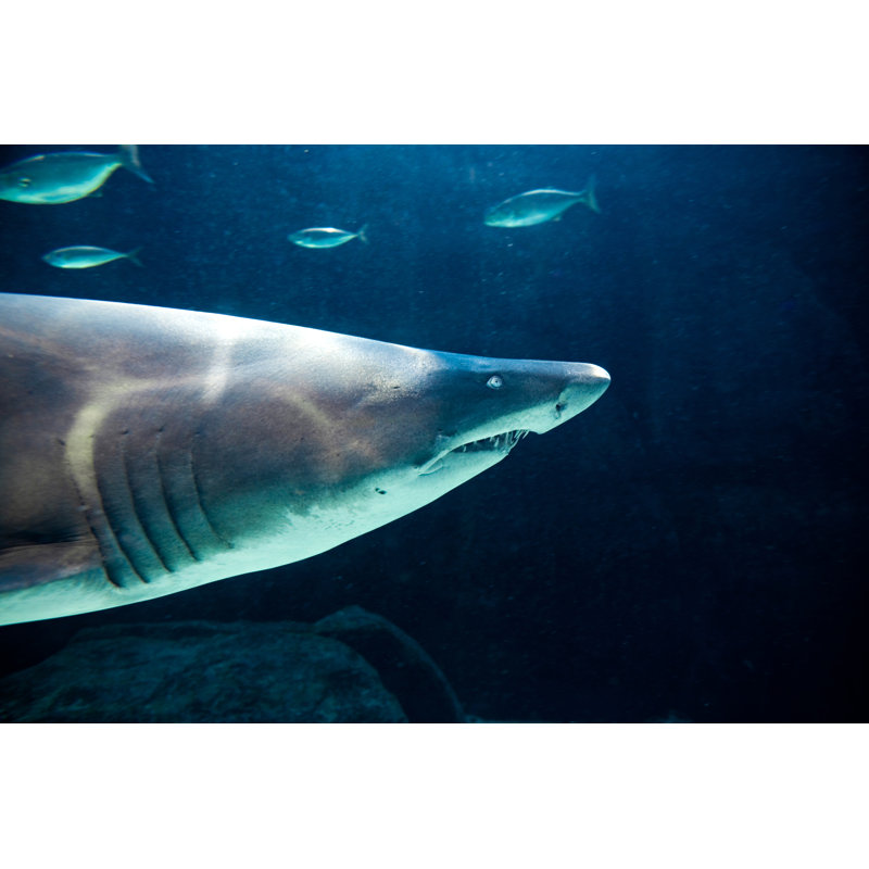 Ragged Tooth Shark by Rapideye - Wrapped Canvas Print, 61cm H x 91cm W
