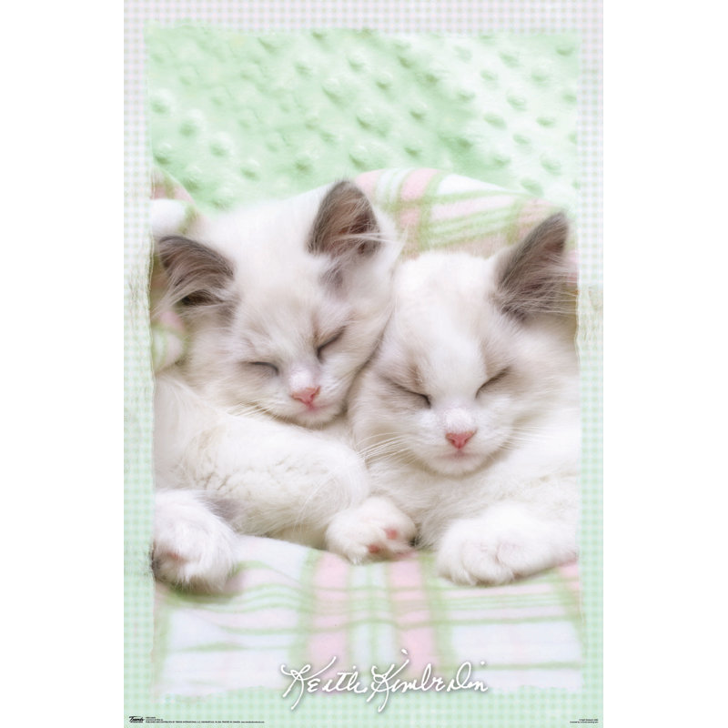 Impression sur papier kimberlin-chat 09
