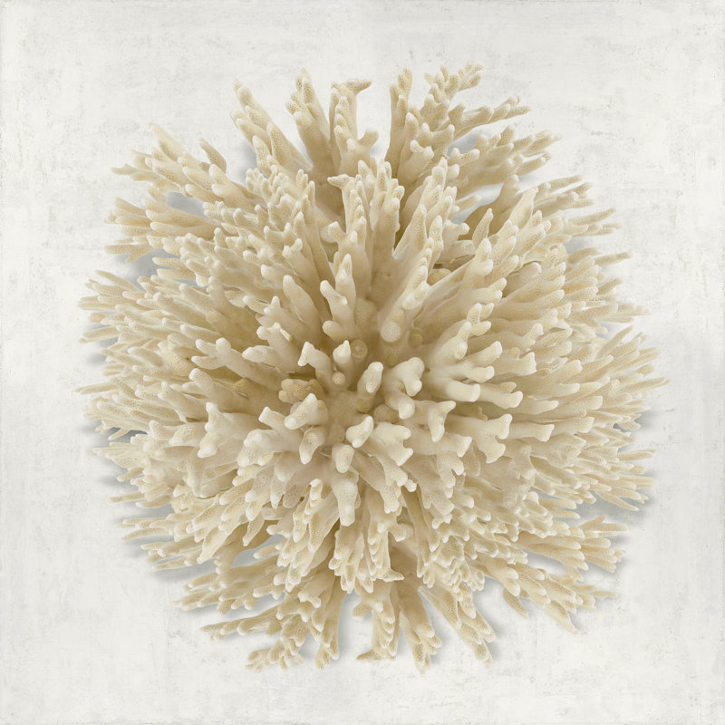 Coral Cream I by Caroline Kelly - Wrapped Canvas Print, 91cm H x 91cm W