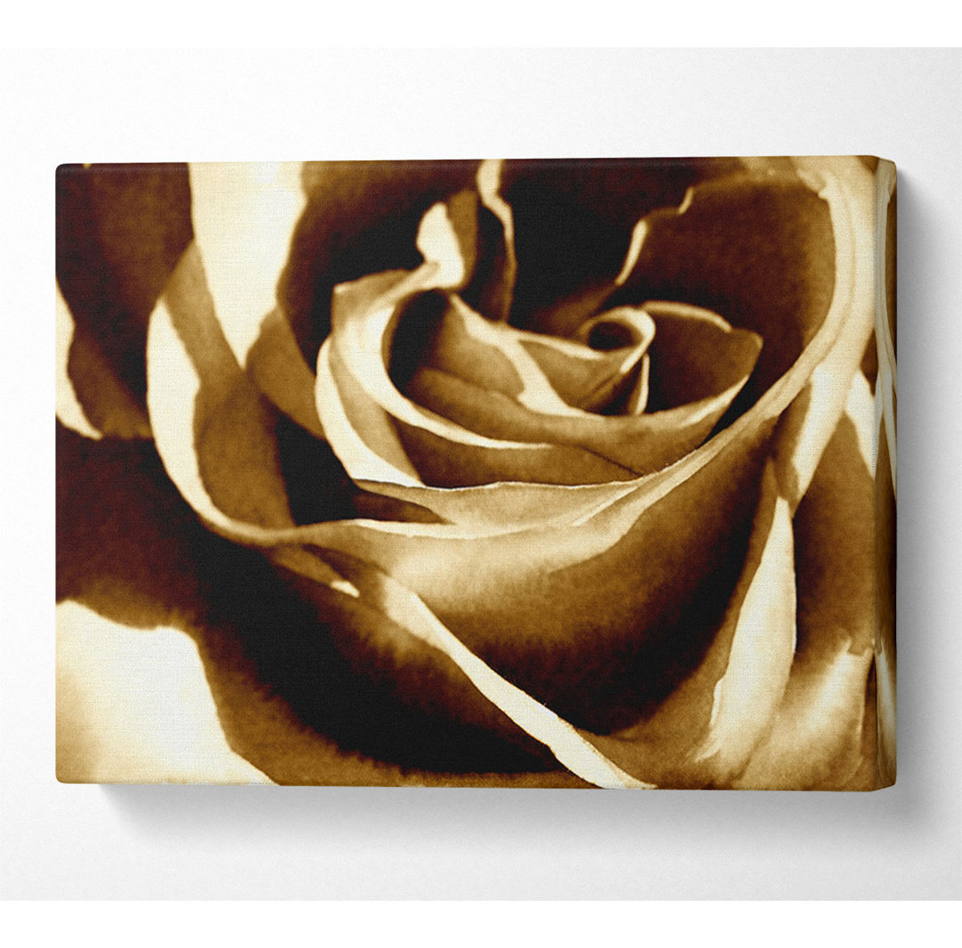 Sepia Rose - Druck